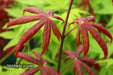 - FOR PICK UP ONLY | Acer palmatum 'Peve Starfish' Japanese Maple | DOES NOT SHIP - Mr Maple │ Buy Japanese Maple Trees