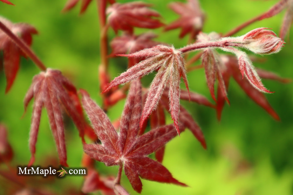 - FOR PICK UP ONLY | Acer palmatum 'Peve Starfish' Japanese Maple | DOES NOT SHIP - Mr Maple │ Buy Japanese Maple Trees