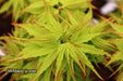 - FOR PICKUP ONLY | Acer palmatum 'Tattoo' Dwarf Japanese Maple | DOES NOT SHIP - Mr Maple │ Buy Japanese Maple Trees