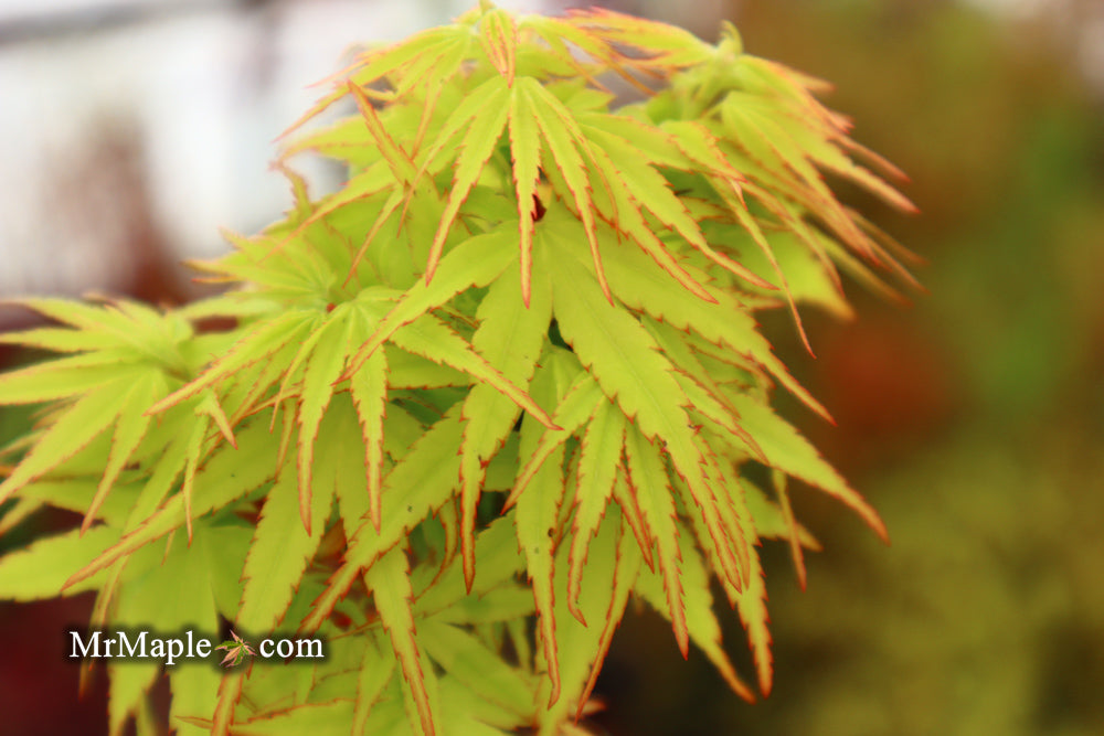 - FOR PICKUP ONLY | Acer palmatum 'Tattoo' Dwarf Japanese Maple | DOES NOT SHIP - Mr Maple │ Buy Japanese Maple Trees