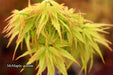 - FOR PICKUP ONLY | Acer palmatum 'Tattoo' Dwarf Japanese Maple | DOES NOT SHIP - Mr Maple │ Buy Japanese Maple Trees