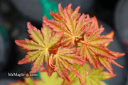 - Acer palmatum 'Gold Digger' Yellow Coral Bark Japanese Maple - Mr Maple │ Buy Japanese Maple Trees