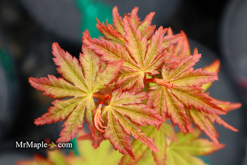 - Acer palmatum 'Gold Digger' Yellow Coral Bark Japanese Maple - Mr Maple │ Buy Japanese Maple Trees