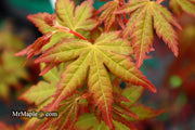 - Acer palmatum 'Gold Digger' Yellow Coral Bark Japanese Maple - Mr Maple │ Buy Japanese Maple Trees