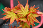 - Acer palmatum 'Gold Digger' Yellow Coral Bark Japanese Maple - Mr Maple │ Buy Japanese Maple Trees