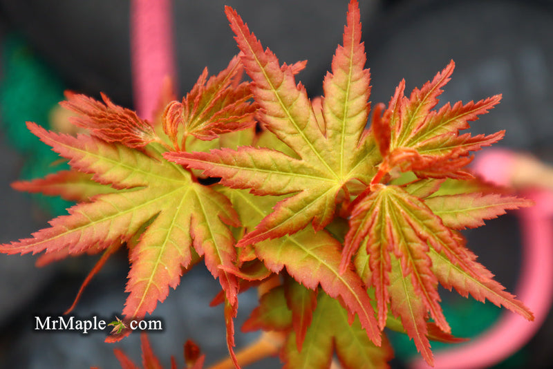 - Acer palmatum 'Gold Digger' Yellow Coral Bark Japanese Maple - Mr Maple │ Buy Japanese Maple Trees