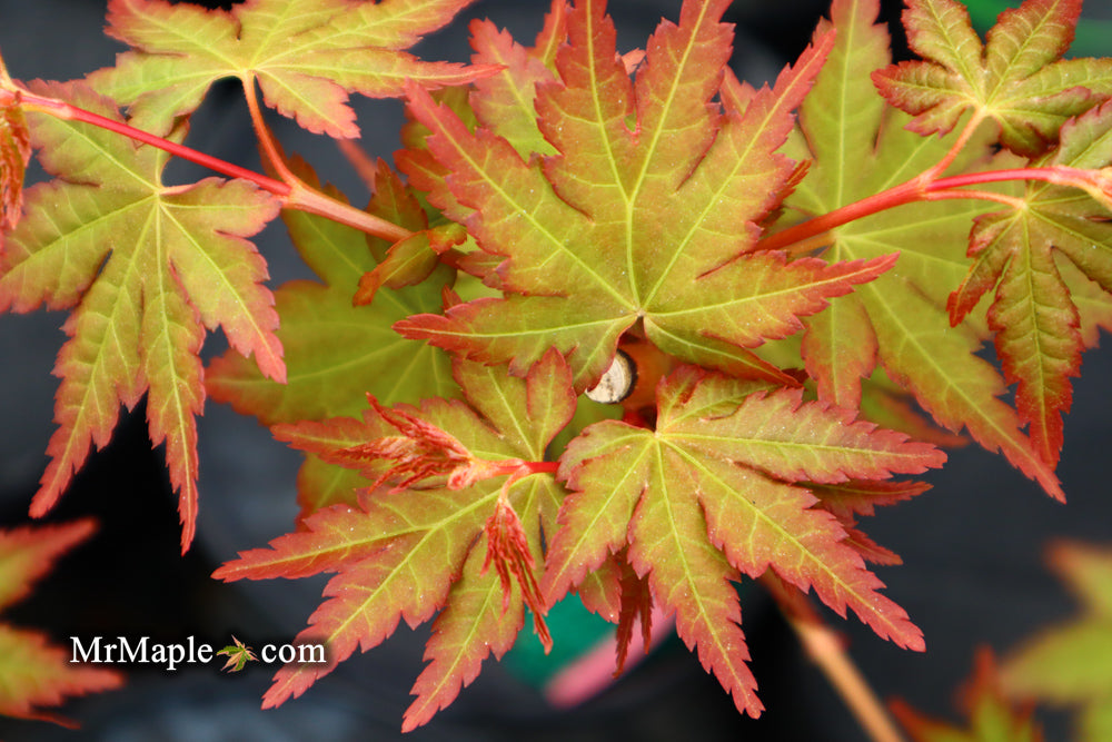 Buy-Acer palmatum 'Gold Digger' Yellow Coral Bark Japanese Maple