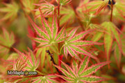 - FOR PICKUP ONLY | Acer palmatum 'Ikandi' Japanese Maple| DOES NOT SHIP - Mr Maple │ Buy Japanese Maple Trees