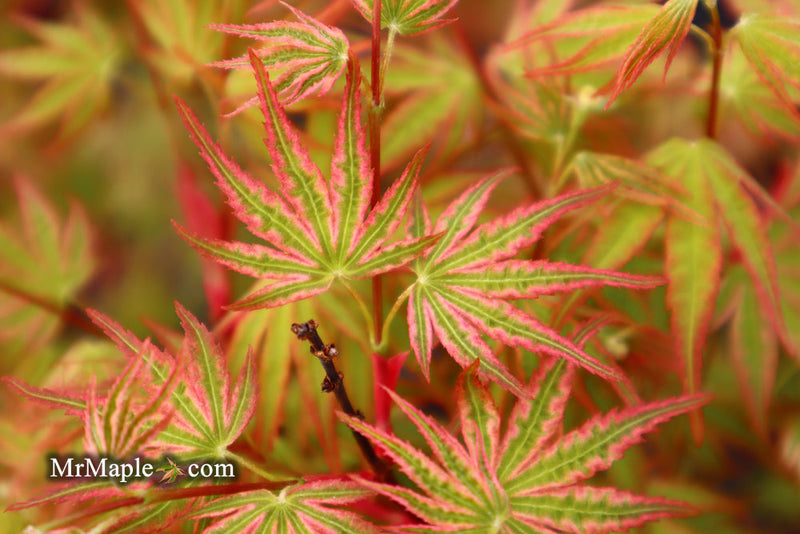 - FOR PICKUP ONLY | Acer palmatum 'Ikandi' Japanese Maple| DOES NOT SHIP - Mr Maple │ Buy Japanese Maple Trees