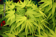 - FOR PICK UP ONLY | Acer palmatum 'Mikawa yatsubusa' Dwarf Japanese Maple | DOES NOT SHIP - Mr Maple │ Buy Japanese Maple Trees
