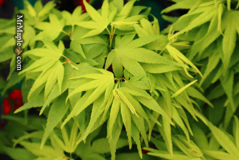 - FOR PICK UP ONLY | Acer palmatum 'Mikawa yatsubusa' Dwarf Japanese Maple | DOES NOT SHIP - Mr Maple │ Buy Japanese Maple Trees