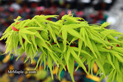 - FOR PICK UP ONLY | Acer palmatum 'Mikawa yatsubusa' Dwarf Japanese Maple | DOES NOT SHIP - Mr Maple │ Buy Japanese Maple Trees