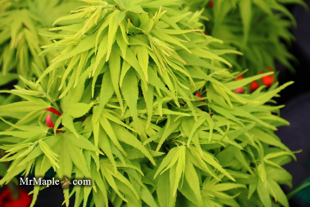 FOR PICK UP ONLY | Acer palmatum 'Mikawa yatsubusa'  Dwarf Japanese Maple | DOES NOT SHIP