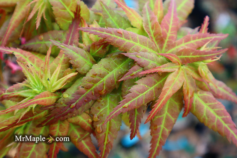 - FOR PICKUP ONLY | Acer palmatum 'Japanese Princess' Dwarf Japanese Maple | DOES NOT SHIP - Mr Maple │ Buy Japanese Maple Trees
