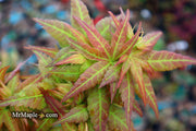 - FOR PICKUP ONLY | Acer palmatum 'Japanese Princess' Dwarf Japanese Maple | DOES NOT SHIP - Mr Maple │ Buy Japanese Maple Trees
