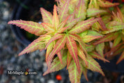 - FOR PICKUP ONLY | Acer palmatum 'Japanese Princess' Dwarf Japanese Maple | DOES NOT SHIP - Mr Maple │ Buy Japanese Maple Trees