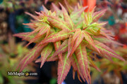 - FOR PICKUP ONLY | Acer palmatum 'Japanese Princess' Dwarf Japanese Maple | DOES NOT SHIP - Mr Maple │ Buy Japanese Maple Trees