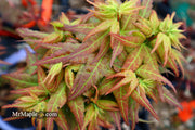 - FOR PICKUP ONLY | Acer palmatum 'Japanese Princess' Dwarf Japanese Maple | DOES NOT SHIP - Mr Maple │ Buy Japanese Maple Trees