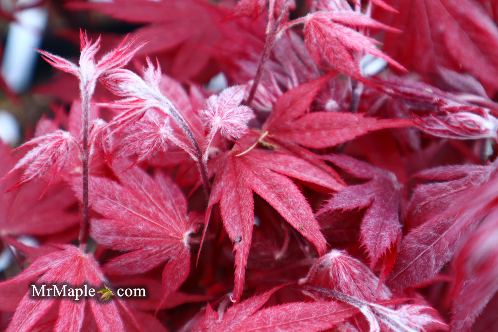 FOR PICKUP ONLY | Acer palmatum 'Okagami' Japanese Maple | DOES NOT SHIP