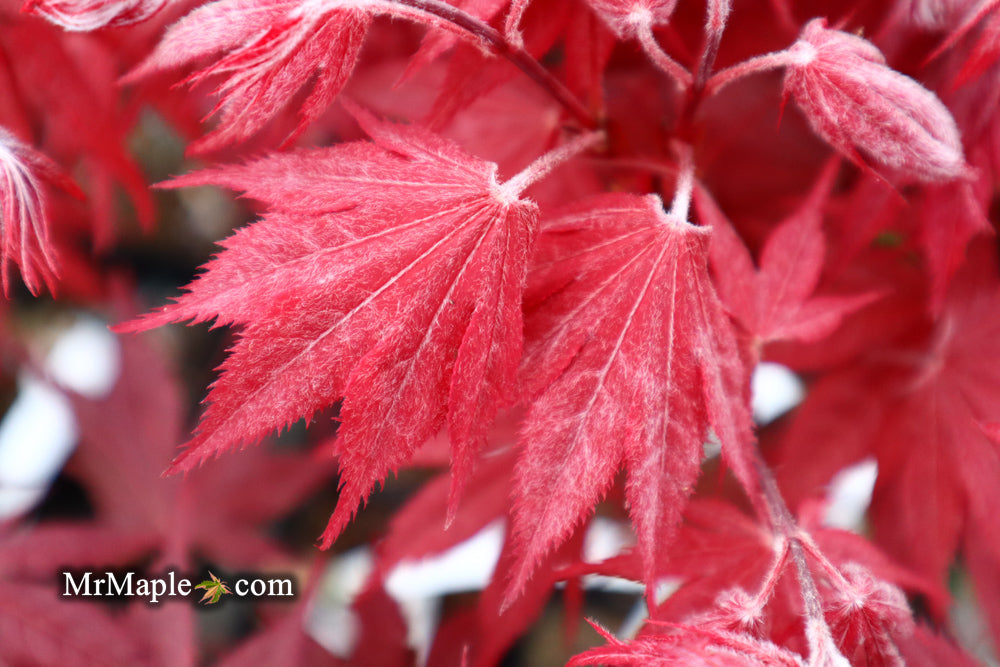 FOR PICKUP ONLY | Acer palmatum 'Okagami' Japanese Maple | DOES NOT SHIP