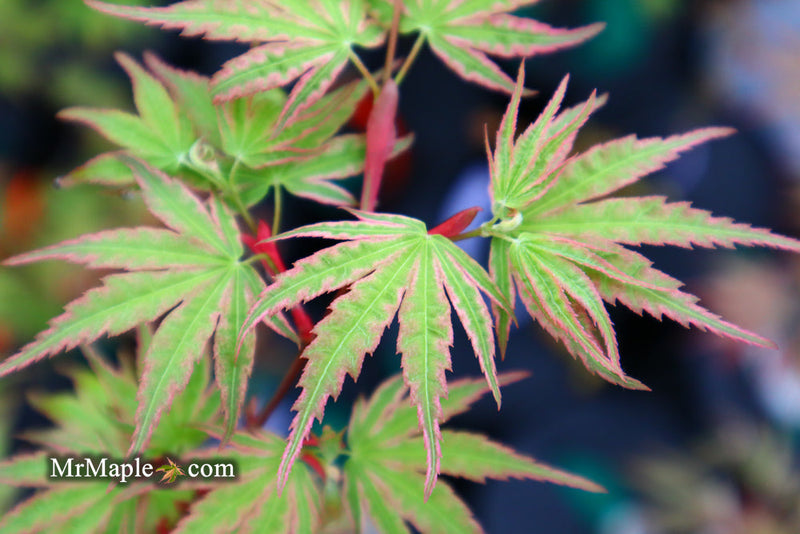 - FOR PICKUP ONLY | Acer palmatum 'Ikandi' Japanese Maple| DOES NOT SHIP - Mr Maple │ Buy Japanese Maple Trees