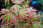 - FOR PICKUP ONLY | Acer palmatum 'Ikandi' Japanese Maple| DOES NOT SHIP - Mr Maple │ Buy Japanese Maple Trees