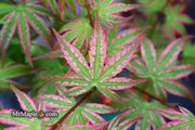 - FOR PICKUP ONLY | Acer palmatum 'Ikandi' Japanese Maple| DOES NOT SHIP - Mr Maple │ Buy Japanese Maple Trees