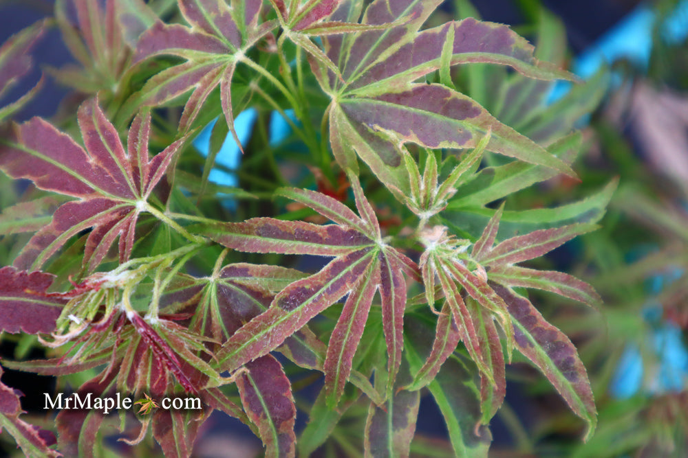 FOR PICK UP ONLY | Acer palmatum 'Manyo no sato' Japanese Maple | DOES NOT SHIP