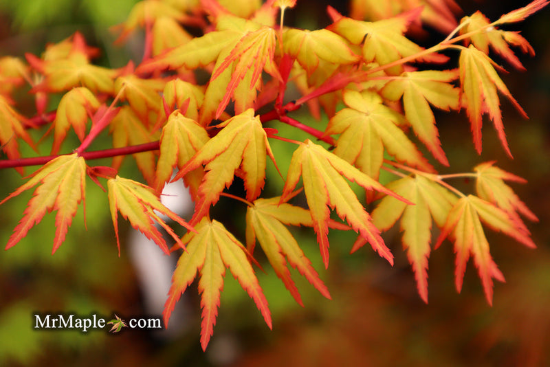 - FOR PICK UP ONLY | Acer palmatum 'Golden Falls' Weeping Golden Japanese Maple | DOES NOT SHIP - Mr Maple │ Buy Japanese Maple Trees