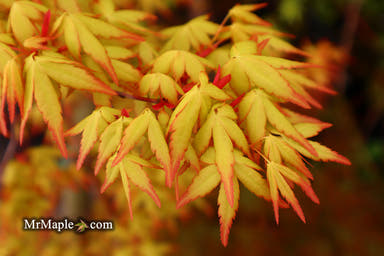 - FOR PICK UP ONLY | Acer palmatum 'Golden Falls' Weeping Golden Japanese Maple | DOES NOT SHIP - Mr Maple │ Buy Japanese Maple Trees