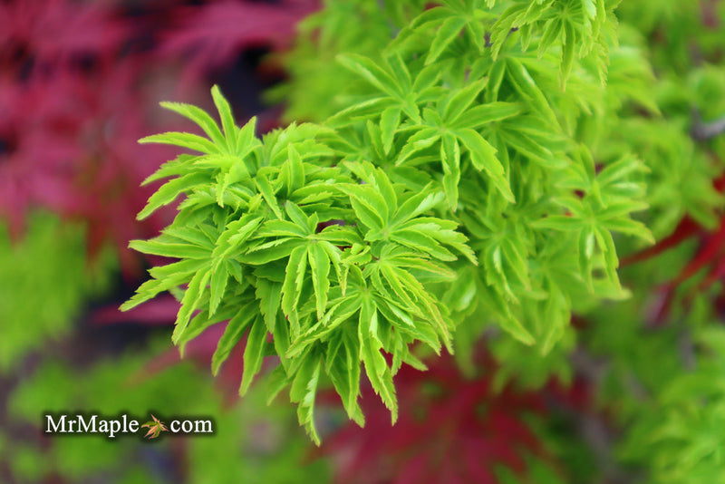 - FOR PICKUP ONLY | Acer palmatum 'Shishigashira' Lion's Head Japanese Maple | DOES NOT SHIP - Mr Maple │ Buy Japanese Maple Trees