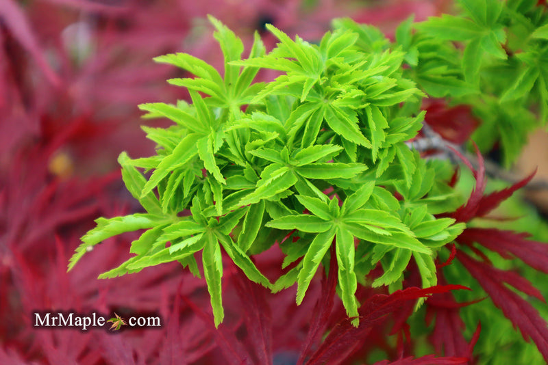 - FOR PICKUP ONLY | Acer palmatum 'Shishigashira' Lion's Head Japanese Maple | DOES NOT SHIP - Mr Maple │ Buy Japanese Maple Trees