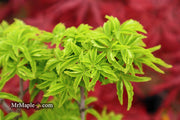 - FOR PICKUP ONLY | Acer palmatum 'Shishigashira' Lion's Head Japanese Maple | DOES NOT SHIP - Mr Maple │ Buy Japanese Maple Trees