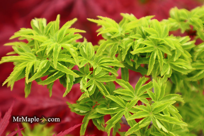 - FOR PICKUP ONLY | Acer palmatum 'Shishigashira' Lion's Head Japanese Maple | DOES NOT SHIP - Mr Maple │ Buy Japanese Maple Trees