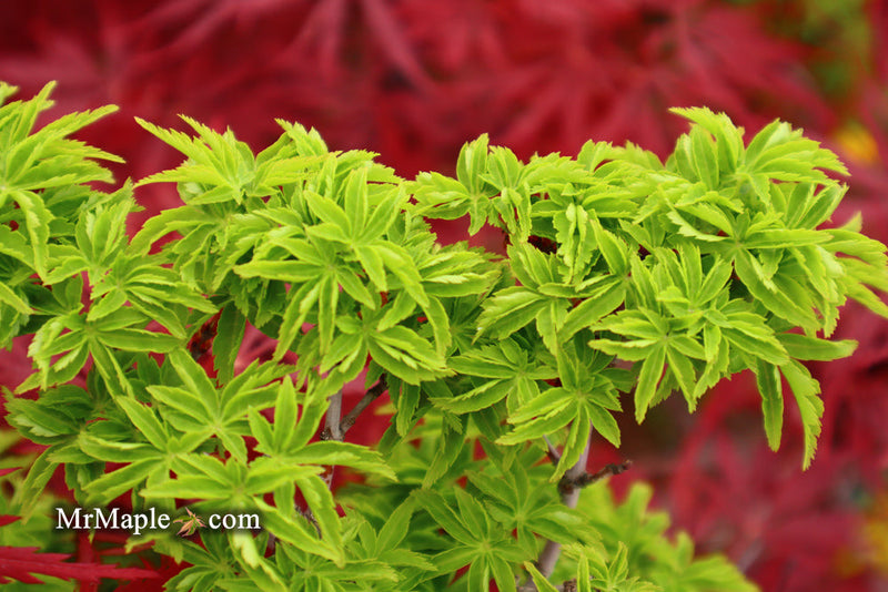 - FOR PICKUP ONLY | Acer palmatum 'Shishigashira' Lion's Head Japanese Maple | DOES NOT SHIP - Mr Maple │ Buy Japanese Maple Trees