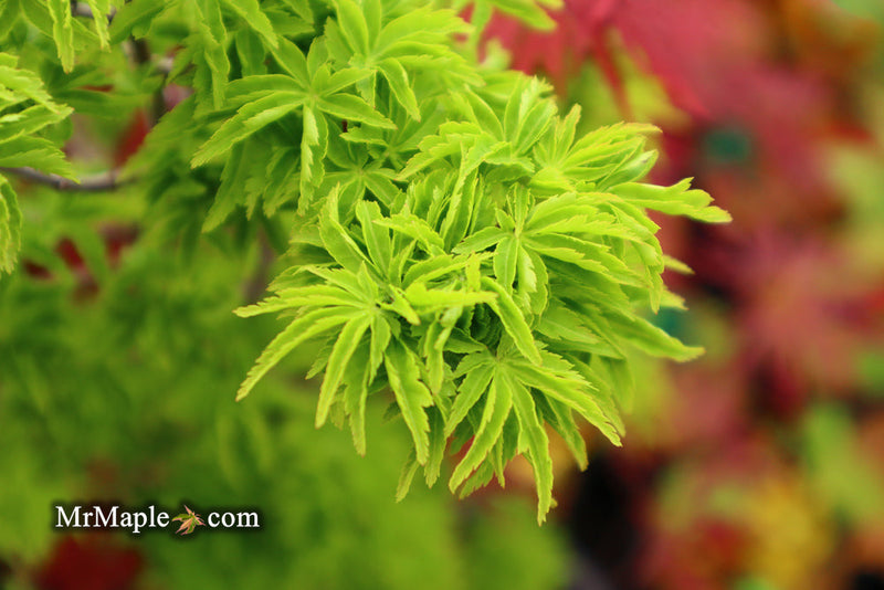 - FOR PICKUP ONLY | Acer palmatum 'Shishigashira' Lion's Head Japanese Maple | DOES NOT SHIP - Mr Maple │ Buy Japanese Maple Trees