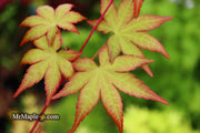 - Acer palmatum 'Gold Digger' Yellow Coral Bark Japanese Maple - Mr Maple │ Buy Japanese Maple Trees