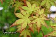 - Acer palmatum 'Gold Digger' Yellow Coral Bark Japanese Maple - Mr Maple │ Buy Japanese Maple Trees
