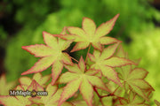 - Acer palmatum 'Gold Digger' Yellow Coral Bark Japanese Maple - Mr Maple │ Buy Japanese Maple Trees