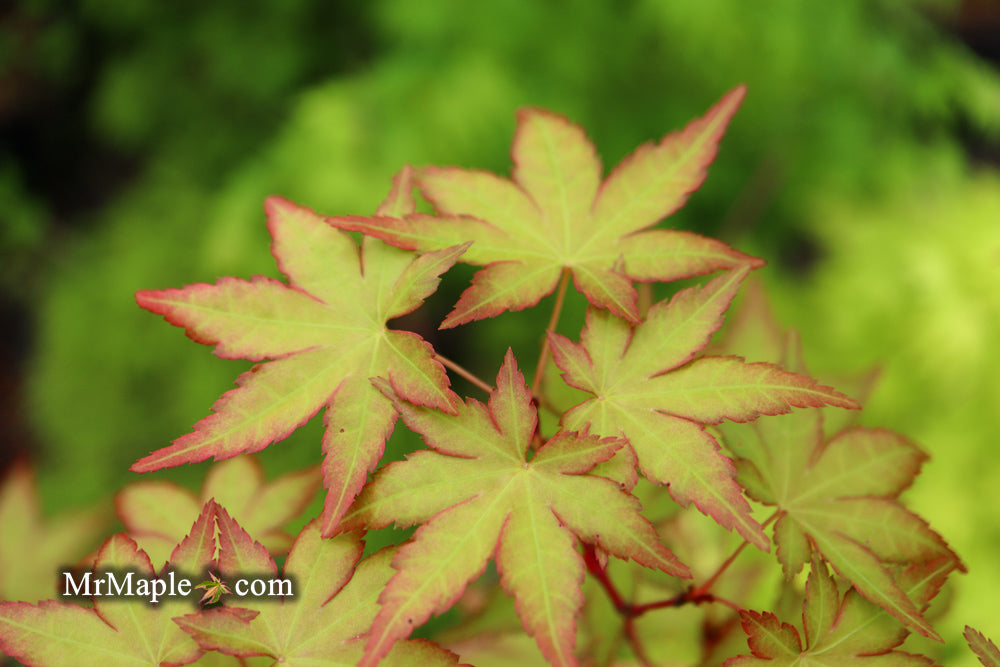 Buy-Acer palmatum 'Gold Digger' Yellow Coral Bark Japanese Maple — Mr Maple  │ Buy Japanese Maple Trees