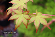 - Acer palmatum 'Gold Digger' Yellow Coral Bark Japanese Maple - Mr Maple │ Buy Japanese Maple Trees