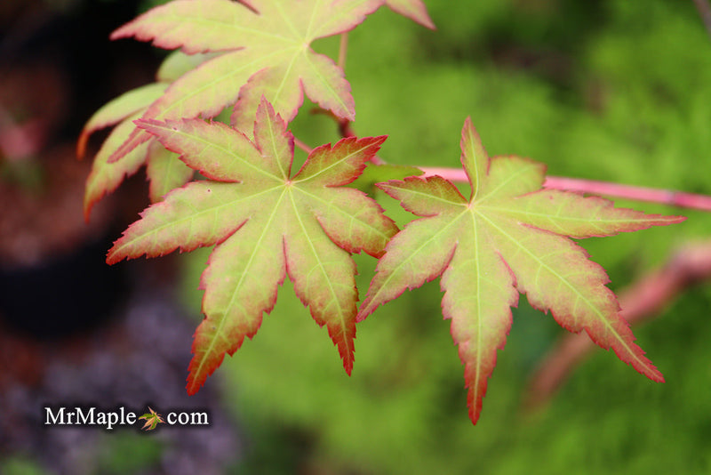 - Acer palmatum 'Gold Digger' Yellow Coral Bark Japanese Maple - Mr Maple │ Buy Japanese Maple Trees
