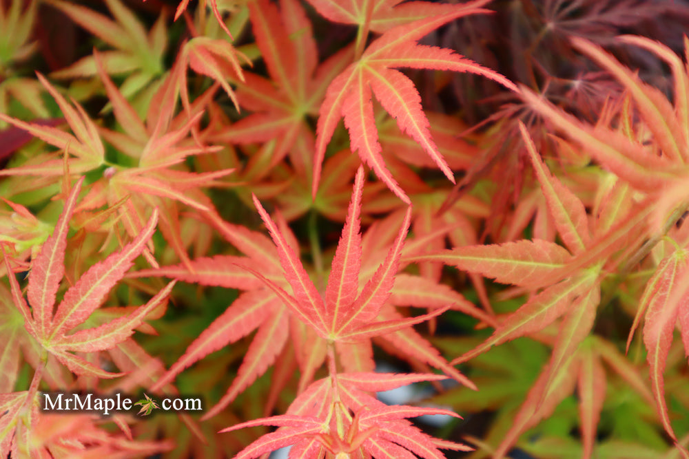 SOLD - FOR PICKUP ONLY | Acer palmatum 'Bella' Japanese Maple | DOES NOT SHIP