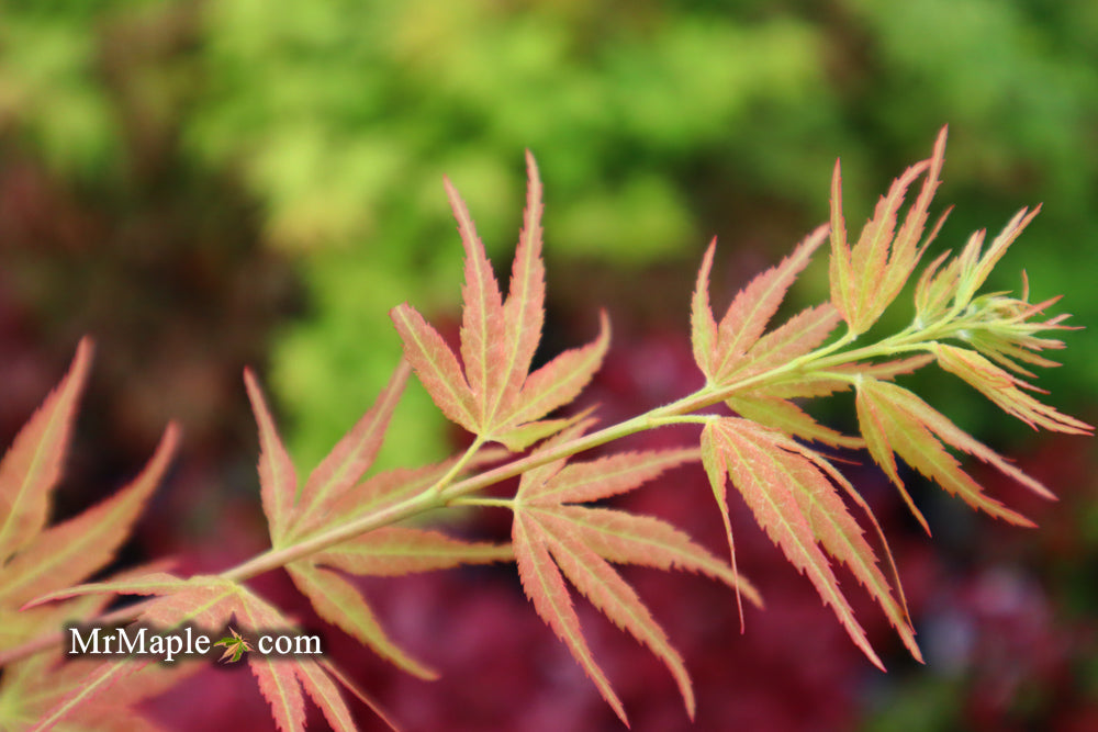 SOLD - FOR PICKUP ONLY | Acer palmatum 'Bella' Japanese Maple | DOES NOT SHIP