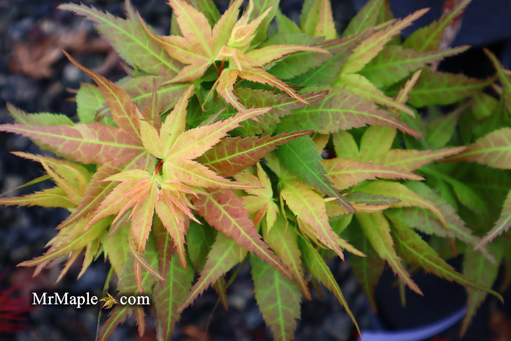 FOR PICKUP ONLY | Acer palmatum 'Japanese Princess' Dwarf Japanese Maple | DOES NOT SHIP