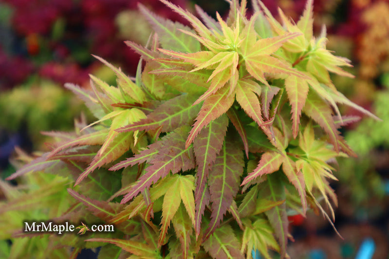 - FOR PICKUP ONLY | Acer palmatum 'Japanese Princess' Dwarf Japanese Maple | DOES NOT SHIP - Mr Maple │ Buy Japanese Maple Trees