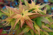 - FOR PICKUP ONLY | Acer palmatum 'Japanese Princess' Dwarf Japanese Maple | DOES NOT SHIP - Mr Maple │ Buy Japanese Maple Trees
