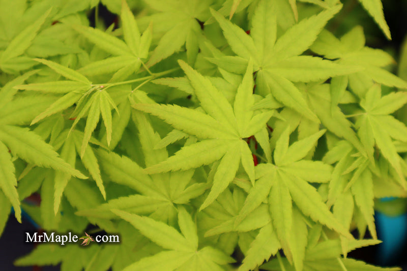 - FOR PICKUP ONLY | Acer palmatum 'Ryusen' Japanese Maple | DOES NOT SHIP - Mr Maple │ Buy Japanese Maple Trees