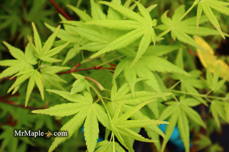 - FOR PICKUP ONLY | Acer palmatum 'Ryusen' Japanese Maple | DOES NOT SHIP - Mr Maple │ Buy Japanese Maple Trees