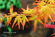 - FOR PICK UP ONLY | Acer palmatum 'Golden Falls' Weeping Golden Japanese Maple | DOES NOT SHIP - Mr Maple │ Buy Japanese Maple Trees